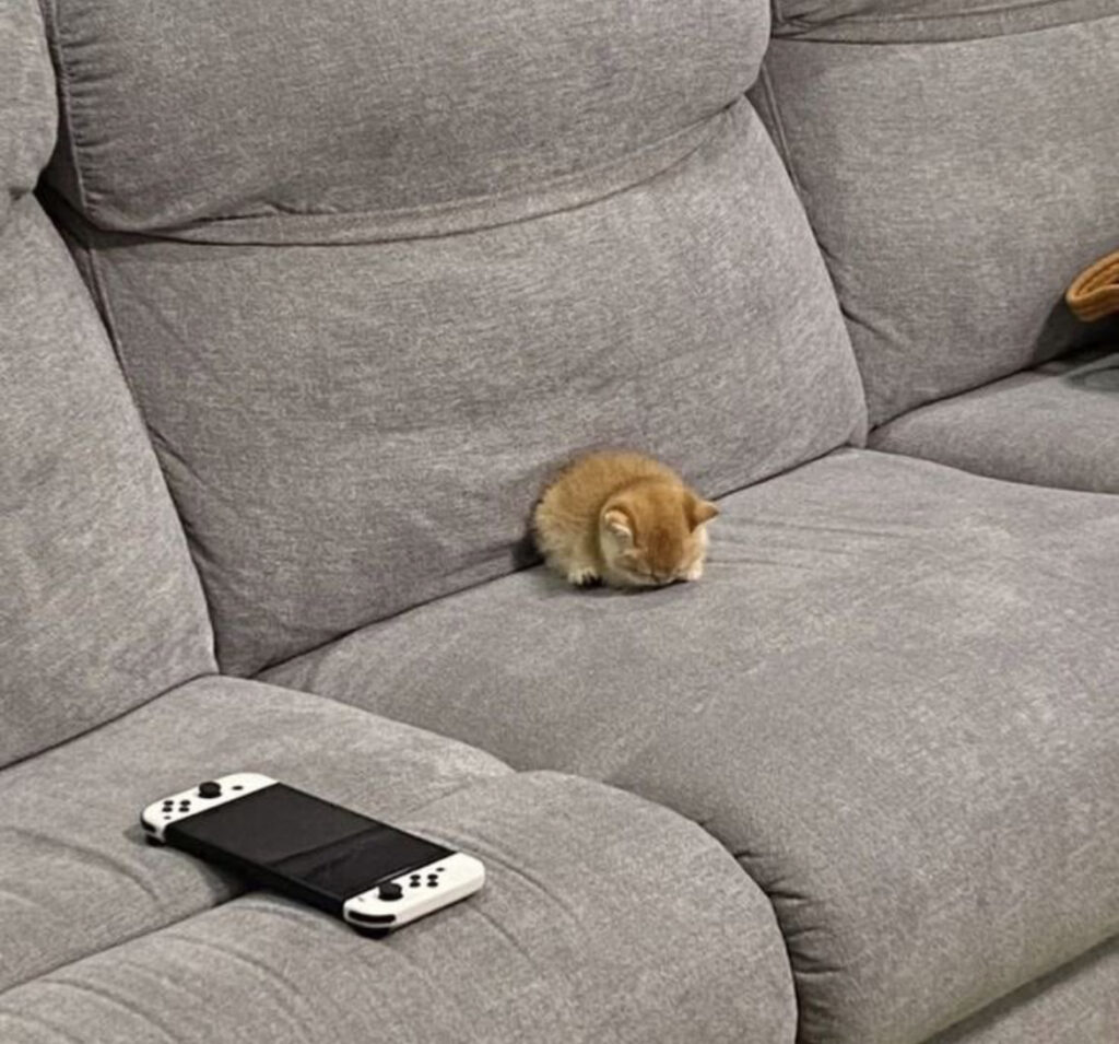 うずくまっている猫